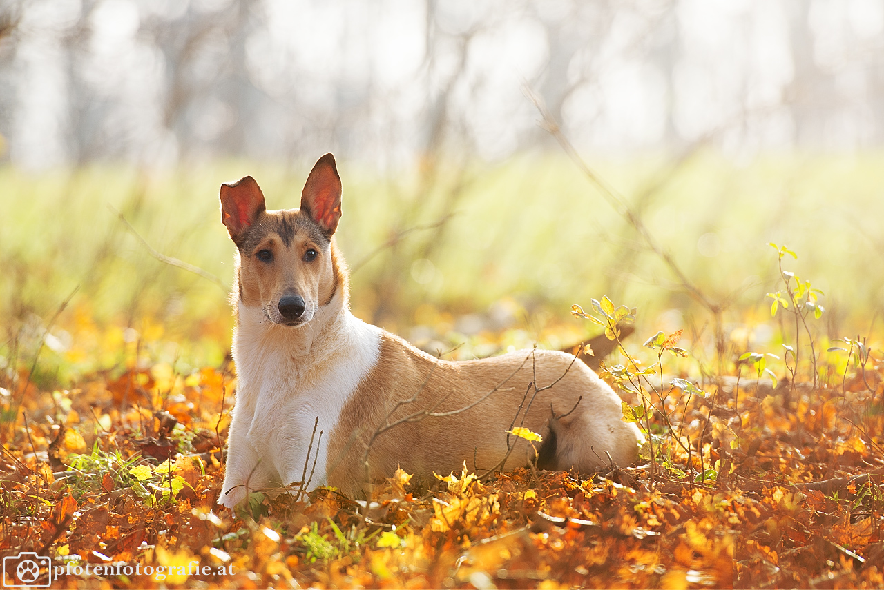 Kurzhaarcollie Hündin Ronja