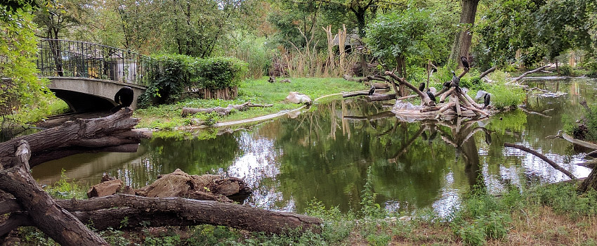 Das ehemalige Gehege der Krauskopfpelikane im Tiergarten Schönbrunn