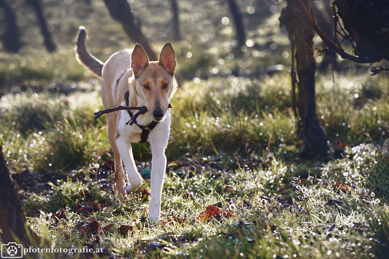 Kurzhaarcollie Hündin Ronja