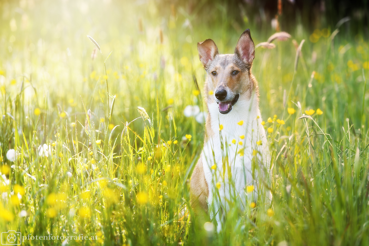 Kurzhaarcollie Hündin Ronja