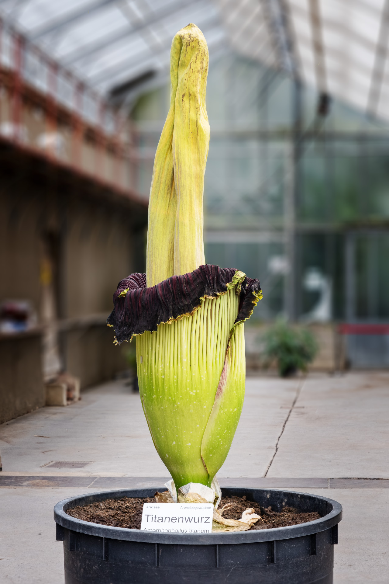 Amorphophallus titanum (Titanwurz)