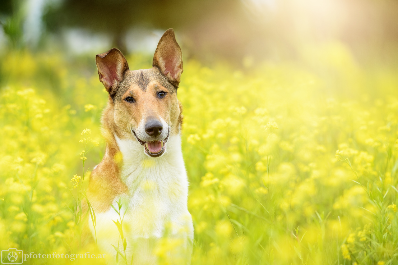 Kurzhaarcollie Hündin Ronja hat ihren vierten Geburtstag