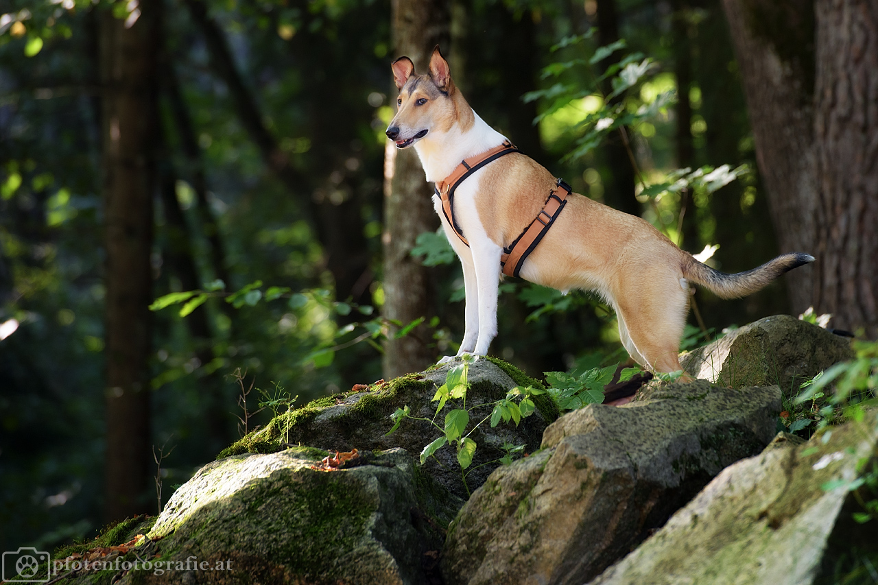 Kurzhaarcollie Hündin Ronja