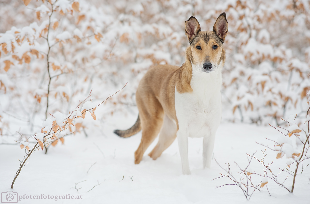 Kurzhaarcollie Hündin Ronja im Schnee