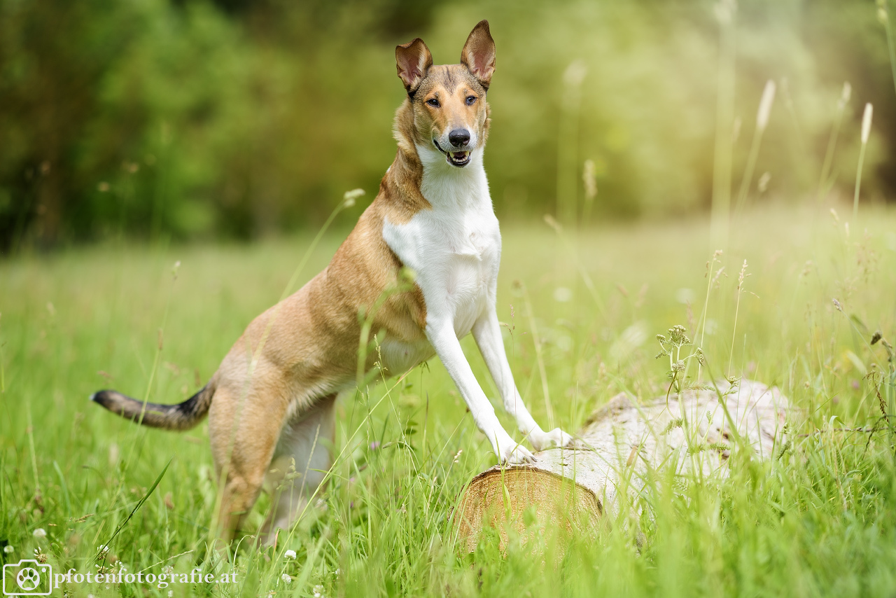 Kurzhaarcollie Hündin Ronja macht Urlaub im Waldviertel