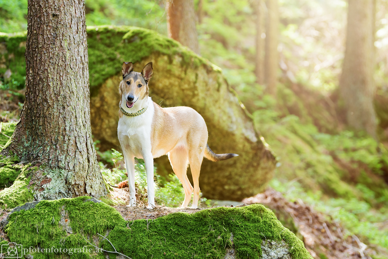 Kurzhaarcollie Hündin Ronja macht Urlaub im Waldviertel