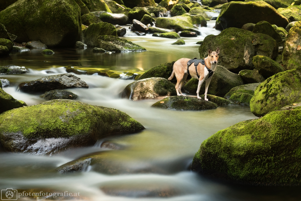 Kurzhaarcollie Hündin Ronja