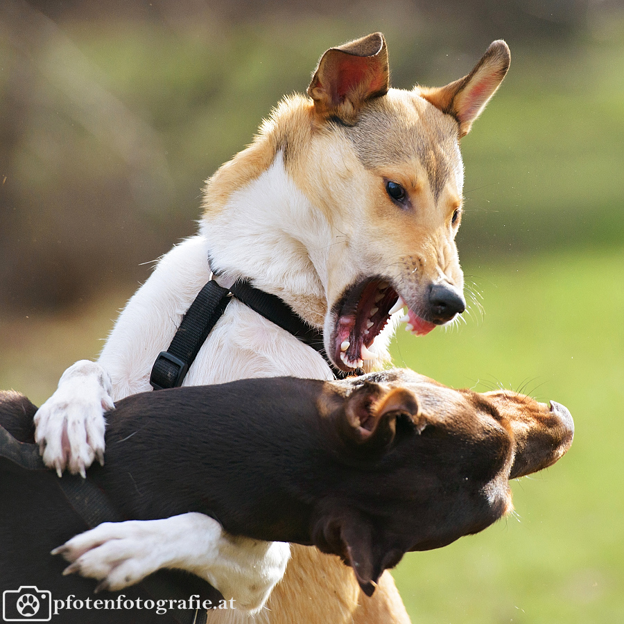 Kurzhaarcollie Hündin Ronja