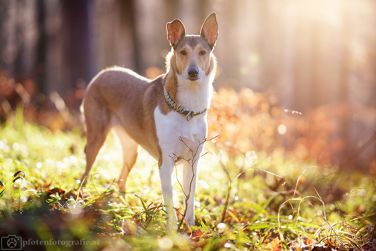 Kurzhaarcollie Hündin Ronja