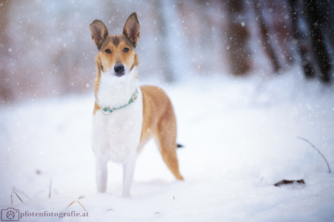 Kurzhaarcollie Hündin Ronja im Schnee